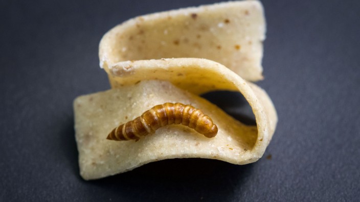 Speiseinsekten: Nudel mit Getreideschimmelkäferlarve: Die Möglichkeiten, Insekten in der gehobenen Küche einzusetzen, sind noch nicht vollständig ausgeschöpft.