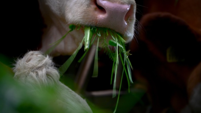 Ernährung: Kann Gras verdauen, anders als der Mensch: die Kuh.