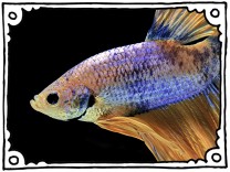 SZ-Kolumne „Bester Dinge“: Fischiges Phishing