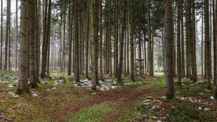 Verwaltungsgericht München: Der Junkenhofer Weg, ein landwirtschaftlicher Weg nördlich von Oberdorf, war Streitgegenstand vor dem Gericht. Denn mitten in diesem Wald plante ein Unternehmer eine Kiesgrube auszuheben.