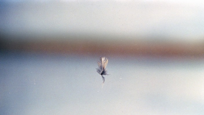 Ausstellung im Kunstverein: Nur eine Feder bleibt: Richard Frater fotografiert die Spuren von Vogelschlag an Gebäuden.