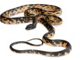 Diadem snake (Spalerosophis atriceps) captive, occurs in India, Pakistan and Nepal. PUBLICATIONxINxGERxSUIxAUTxONLY 1544