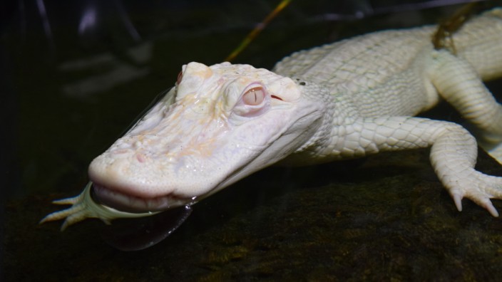 Geschmuggeltes Tier: Ophelia, der Albino-Alligator, lebt jetzt im Zoo in Rheinberg.