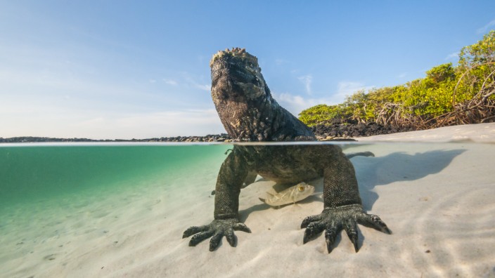 Einmal im Leben: Meerechsen kommen nur auf den Galapagosinseln vor - meist sieht man sie auf den Felsen an der Küste, sie halten sich aber auch in den Mangroven auf, hier in Tortuga Bay.