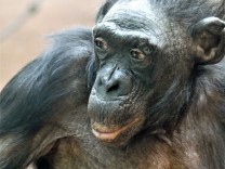 Zoo Frankfurt: Ein langes Affenleben ist zu Ende – Bonobo-Weibchen Margrit ist tot