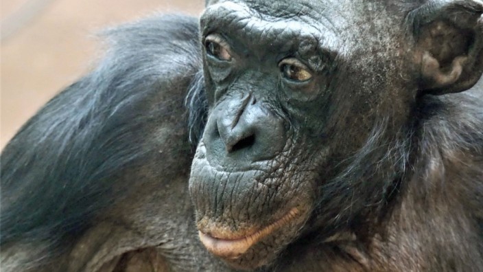 Aktuelles Lexikon: Das Bonobo-Weibchen Margrit war mit etwa 70 Jahren womöglich die älteste Vertreterin ihrer Art. Jetzt ist sie im Frankfurter Zoo gestorben.