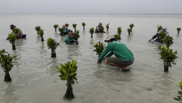Indonesien: Bewohner der Insel Pari und Umweltaktivisten pflanzen Mangrovenbäume