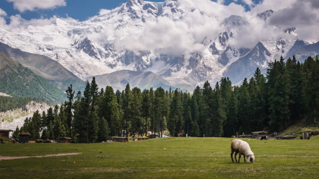 Reisebuch "Wanderlust Himalaya": Auf einer Hochalm in Pakistan, genannt die Märchenwiese, mit Blick auf den Nanga Parbat.