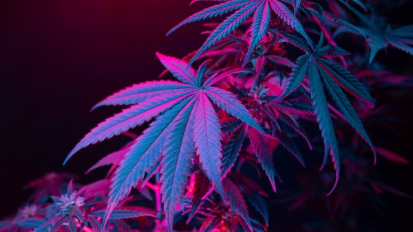 Cannabis,Leaves.,Cannabis,Marijuana,Foliage,With,A,Purple,Pink,Tint