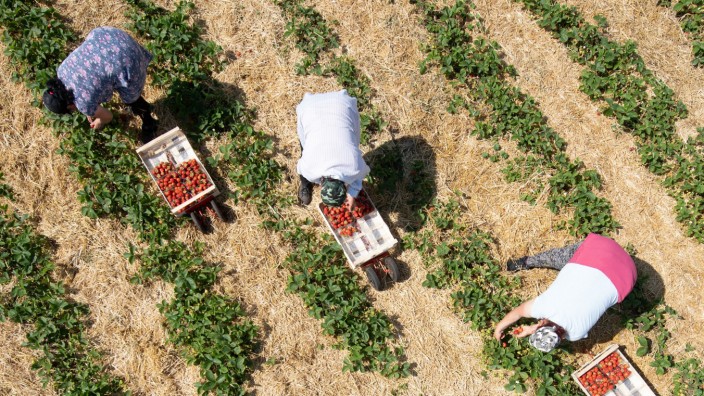 Arbeit und Soziales: Den ganzen Tag gebückt in der Sonne arbeiten und nachts in einer überteuerten, schlechten Unterkunft schlafen - die Erntebedingungen schmeckt man den Erdbeeren nicht an.