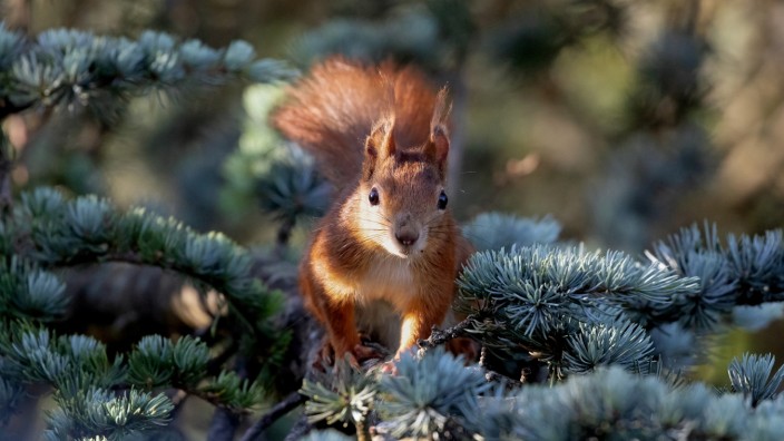 Artenschutz: Eichhörnchen zählen zu den bekanntesten heimischen Tieren, dabei weiß man noch nicht einmal annähernd, wie viele in Bayern leben.