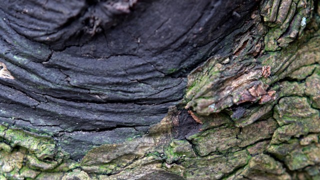 Baumfällung: Eine Pilzkrankheit wie auf diesem Bild hat auch dem Ahornbaum in Gronsdorf zugesetzt.
