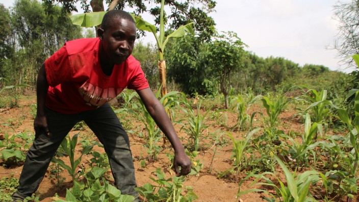 Klimakrise: Karge Ernte: Theoneste Barasebwa, 40, auf seinem Feld in Kugora, Ruanda, das seine Familie mit zwei Kindern ernähren soll.