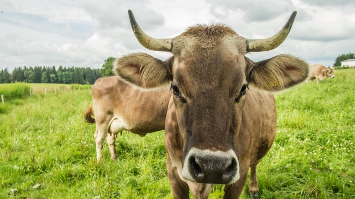 Landwirtschaft: Weidegang und viel frisches Gras: Kühe auf einem Biobauernhof im Allgäu.