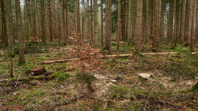 Waldpflege im Ebersberger Forst: Damit junge Bäume genügend Licht bekommen, müssen ältere Bäume weichen.