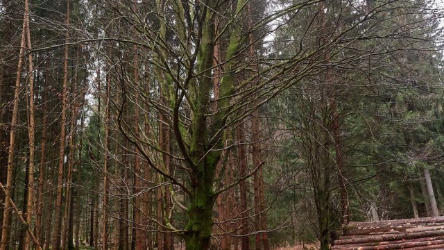 Waldpflege im Ebersberger Forst: Manche Bäume, wie diese alte Buche, dürfe aus ästhetischen und ökologischen Gründen stehenbleiben.