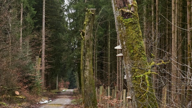 Waldpflege im Ebersberger Forst: Die sogenannten Hochstümpfe bleiben stehen, um Tieren einen neuen Lebensraum zu bieten.