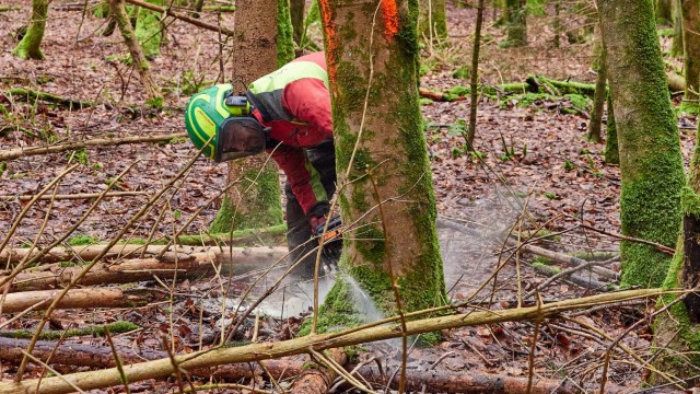 Waldpflege im Ebersberger Forst: Wo der Harvester die Bäume nicht erreicht, kommt Beifäller Georg Niedermaier zum Einsatz.