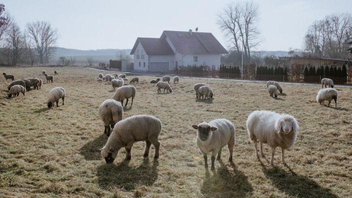 Fürstenfeldbruck: Noch ist in Egenhofen viel Platz für weidende Schafe. Doch die dörflichen Gemeinden werden sich durch den Bevölkerungszuzug verändern.