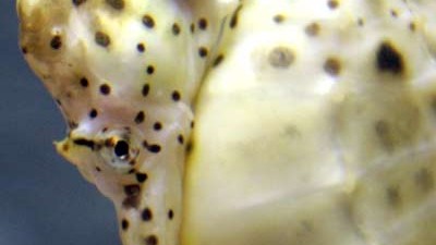 Bio bizarr: Die männlichen Seepferde tragen die Jungtiere in einer Bauchtasche aus.