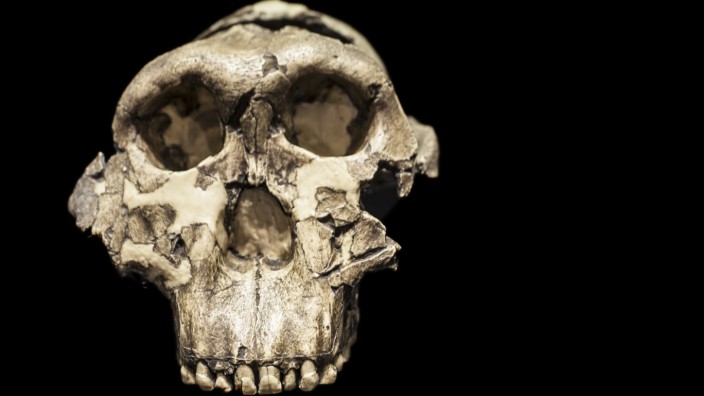 Funde in Kenia: Der Paranthropus boisei ist wegen seiner großdimensionierten Backenzähne auch als "Nussknackermensch" bekannt.