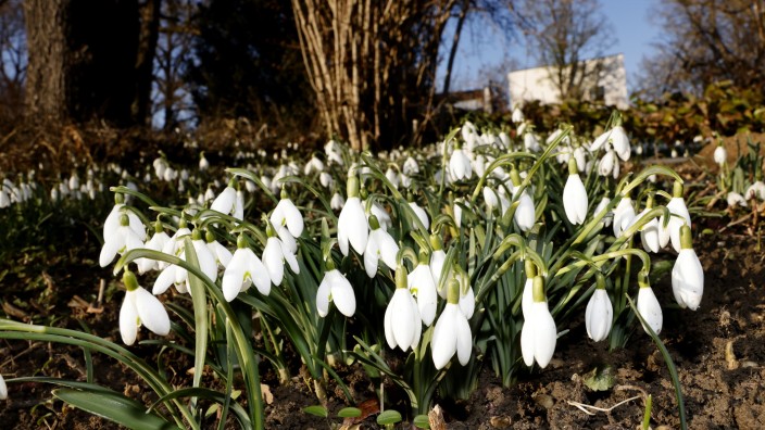 Nichts wie raus: Nicht nur die Schneeglöckchen im Hofgarten künden davon: Es wird Frühling!