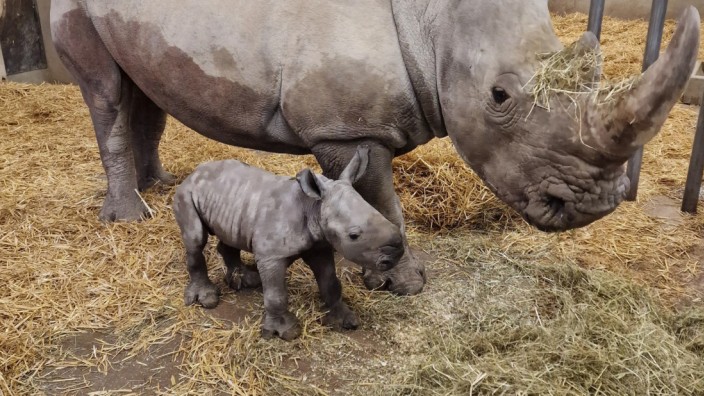 Nashorn-Geburt: Noch hat der Nachwuchs von Nashorn-Mutter Wiesje im Augsburger Zoo keinen Namen.