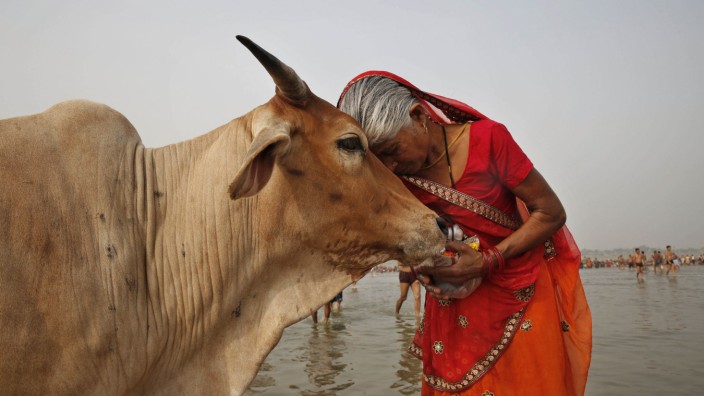 Valentinstag: Etwa 80 Millionen Kühe soll es in Indien geben. Da kann man sie auch mal herzen, oder?