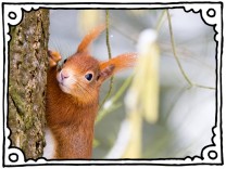 SZ-Kolumne „Bester Dinge“: Die Rettung der Eichhörnchen