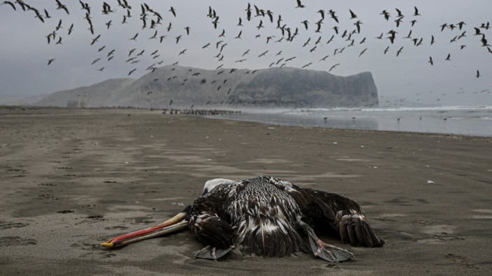 Vogelgrippe: Ein Pelikan, mutmaßlich an der Vogelgrippe verendet, liegt am Strand von Lima, Peru.