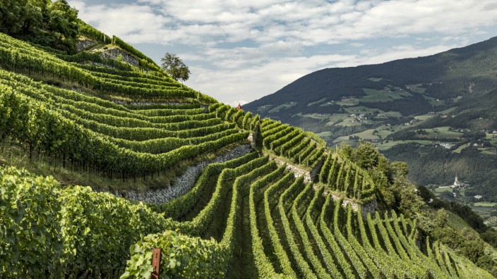 Winzer in Südtirol: In den Südtiroler Tälern wird es manchen Rebsorten inzwischen zu heiß. Eine Lösung lautet: Anbau in der Höhe.