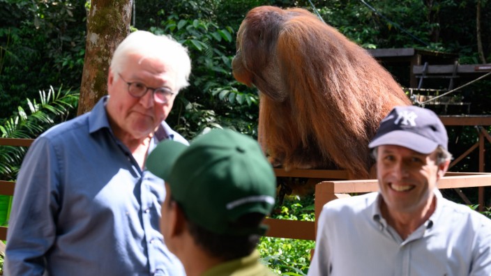 Bundespräsident in Malaysia: Noch tut er so, als wäre nichts: Ein großer Orang-Utan in der Aufzuchtstation im Semenggoh Wildlife Centre, Malaysia (3. v. l.) und Frank-Walter Steinmeier (l.).