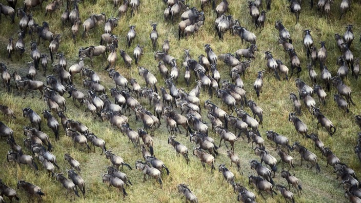 Einmal im Leben: Gnus auf Wanderschaft: Im Herbst ziehen eineinhalb Millionen von ihnen durch den Nationalpark Masai Mara in Kenia.