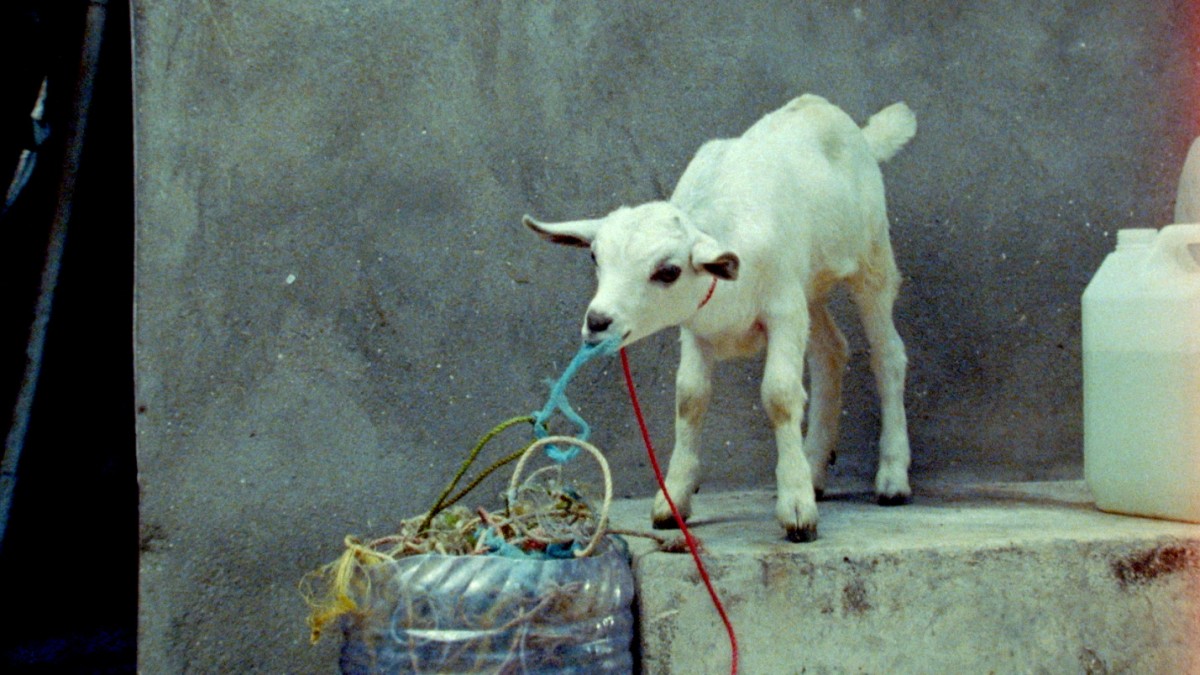 Berlinale discovery “Samsara”: final stop goat – culture