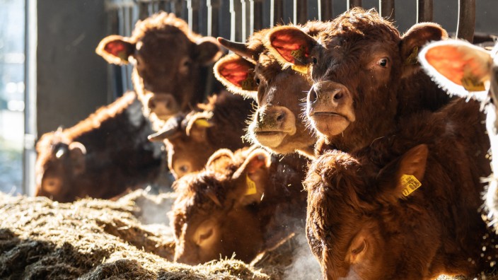 Nachhaltigkeit: Wenn Rinder zur Schlachtung gebracht werden, bedeutet das für sie viel Stress. Eine mobile Box soll ermöglichen, sie direkt neben der Weide zu schlachten.