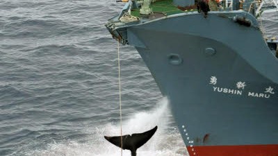 Tierschutz: Der grausame Todeskampf eines vom japanischen Walfangschiff Nisshin Maru aus harpunierten Wals.