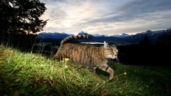 Freilaufende Tiere: Eine Katze streift vor dem Panorama der Alpen im Sonnenaufgang über eine Wiese bei Seeg. Muss sie demnächst kastriert werden?