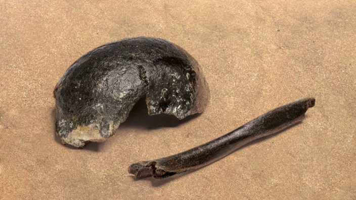 Menschheitsgeschichte: Die Forscher untersuchten Fossilien aus ganz Europa. Dieser an der Nordsee gefundene Schädel zum Beispiel gehörte einem Mitteleuropäer von vor etwa 10 000 Jahren, also nach der letzten Kaltzeit.