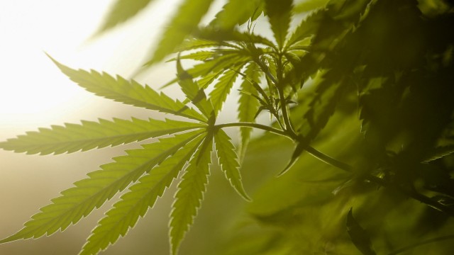 Drogenpolitik: Der Anbau und Kauf von Cannabis soll nach Plänen der Bundesregierung in bestimmten Grenzen möglich werden.
