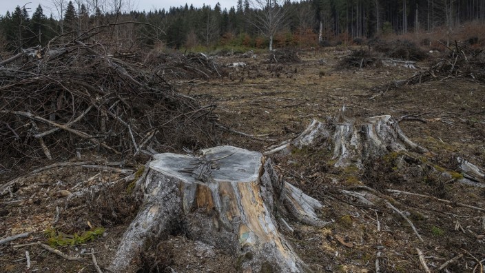 Internationale Recherche: In Rumänien werden besonders viele Bäume illegal abgeholzt.