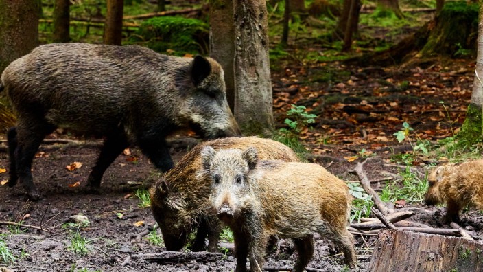 Kreisausschuss Erding: Wildschweine können die Afrikanische Schweinepest übertragen. Mit mehr Abschüssen soll die Gefahr reduziert werden.