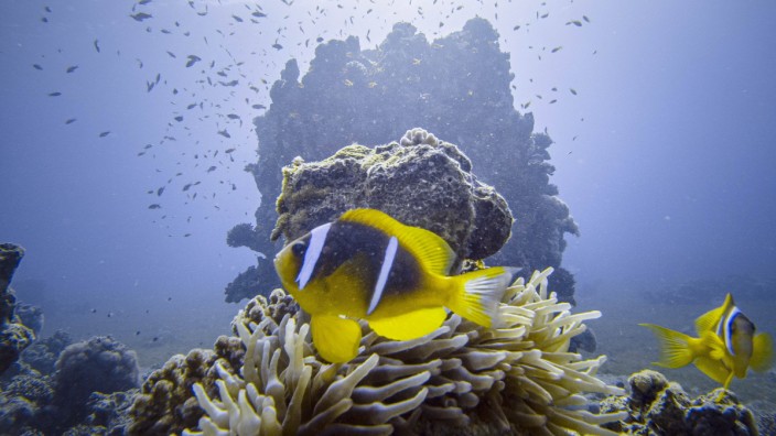 Artenschwund im Meer: Rotmeer-Anemonenfische schwimmen im Golf von Akaba vor Jordanien: Korallen-Ökosysteme wie dieses sind besonders durch die Klimakrise gefährdet.