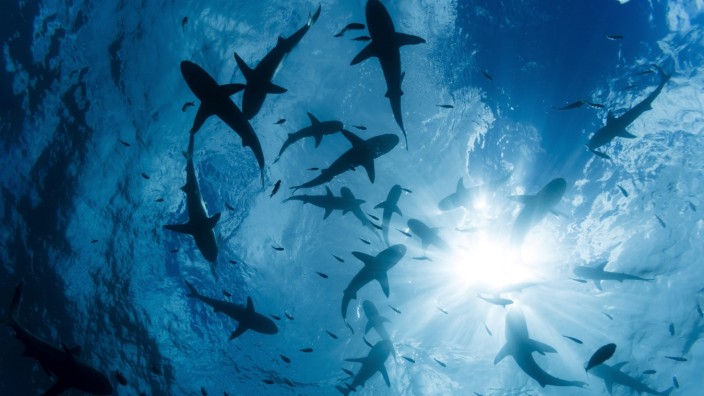 Abkommen der Vereinten Nationen: Wird der Lebensraum von Haien nun besser geschützt?