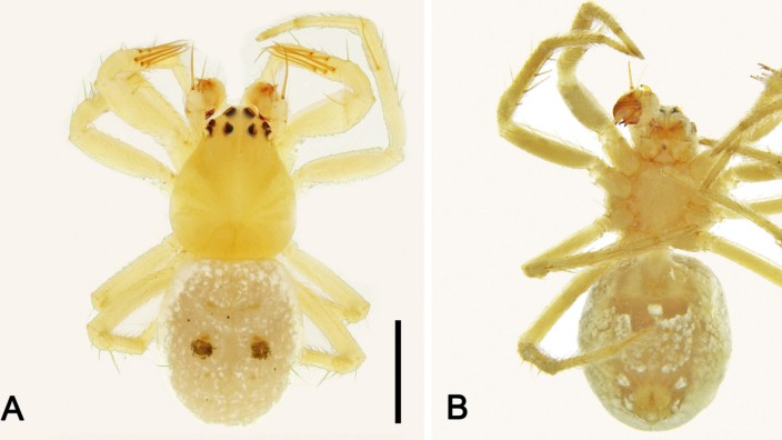 Biologie: Eine Spinne der Art "Abba transversa". Sie unterscheidet sich von den anderen Arten der Familie der Kugelweberspinnen (Araneidae) unter anderem durch zwei dunkle Flecken in der Mitte des Abdomens.