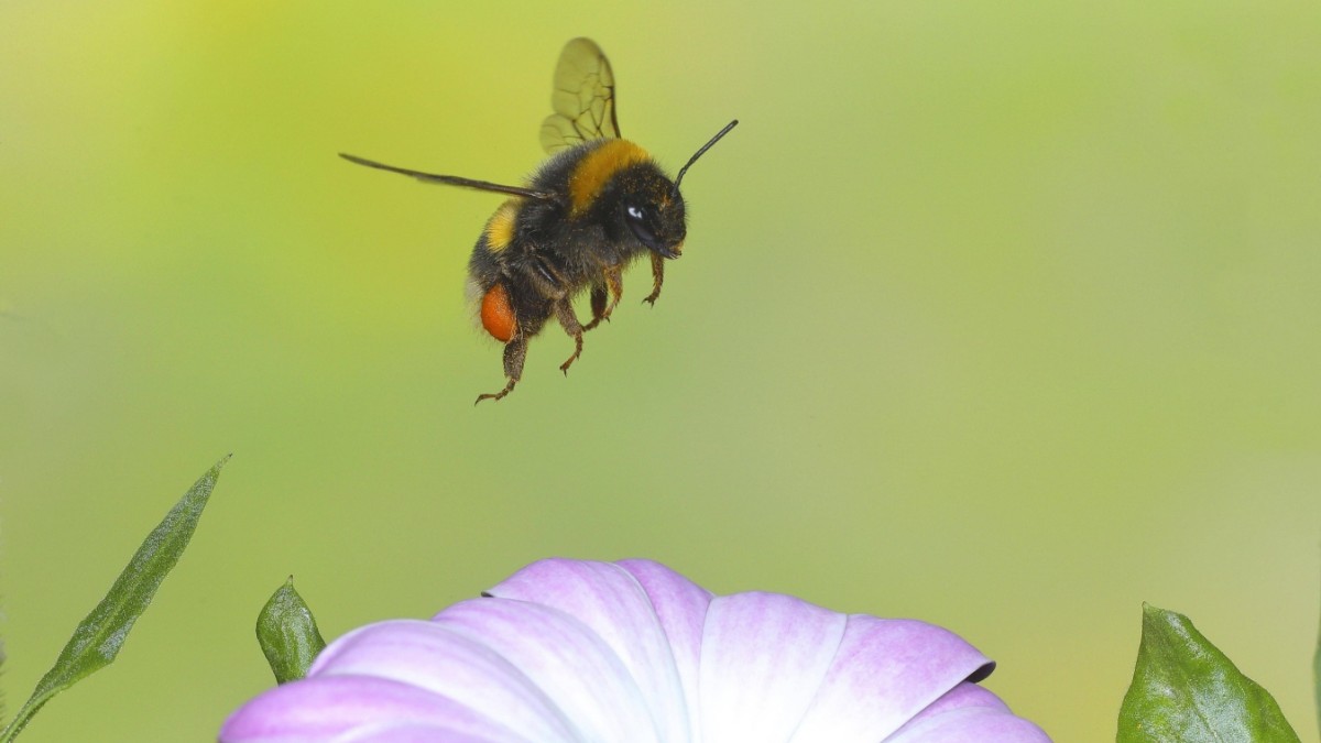 How bees solve problems – Knowledge