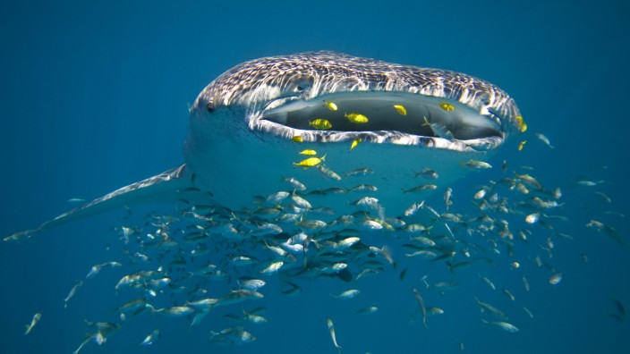 Whale shark Rhincodon typus filter feeding surrounded by other smaller fish Ningaloo Reef Weste