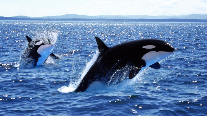 Sachbuch "Das Rätsel der Orcas": Eine Orca-Mutter mit ihrem Kalb: Die Wale sind intelligent und verspielt, legen sich schon mal tote Fische als Kopfschmuck aufs Haupt.
