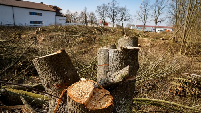 Mammendorf: Nur noch Baumstümpfe: Hinter dem Möbelhaus Keser an der Eichenstraße sind Bäume gefällt und Sträucher entfernt worden.
