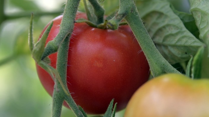 Ernährung: Tomaten von der Staude sind gesünder als Tomaten im Ketchup.