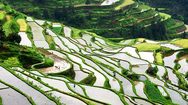 Umwelt: Fast ein Viertel der Treibhausgasemissionen aus dem Nahrungsmittelsektor stammen aus dem Anbau von Reis.